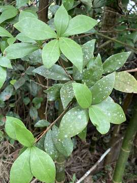 Plancia ëd Daphnopsis philippiana Krug & Urb.