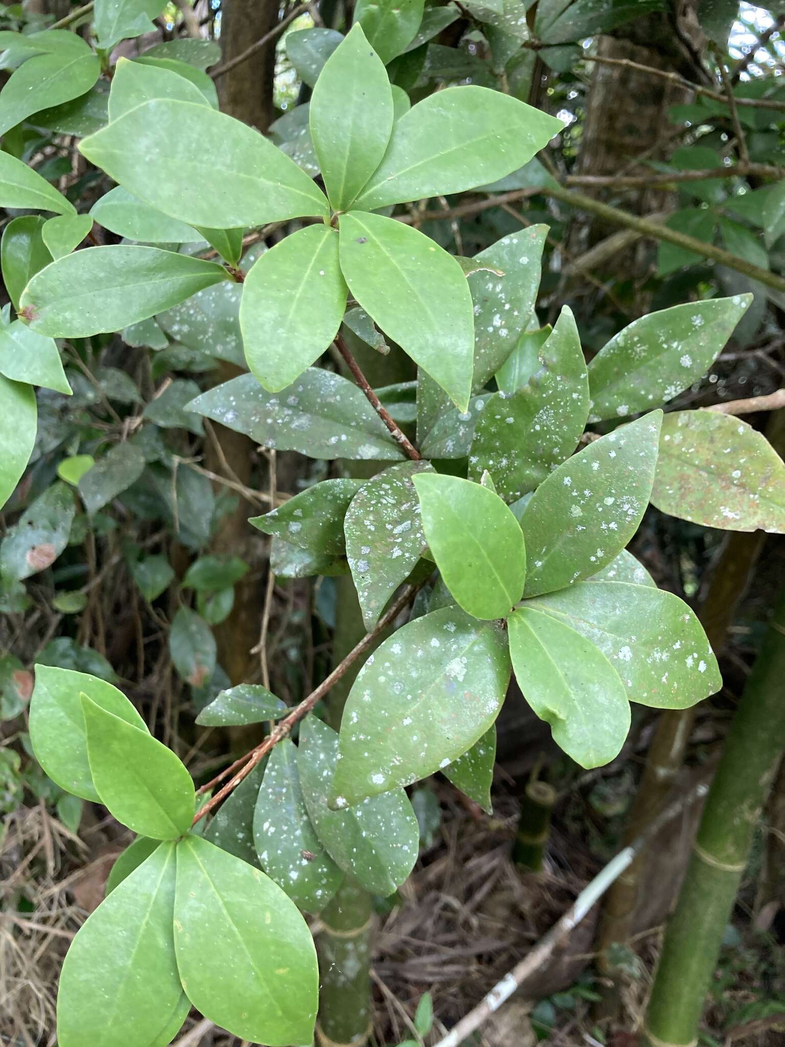 Plancia ëd Daphnopsis philippiana Krug & Urb.