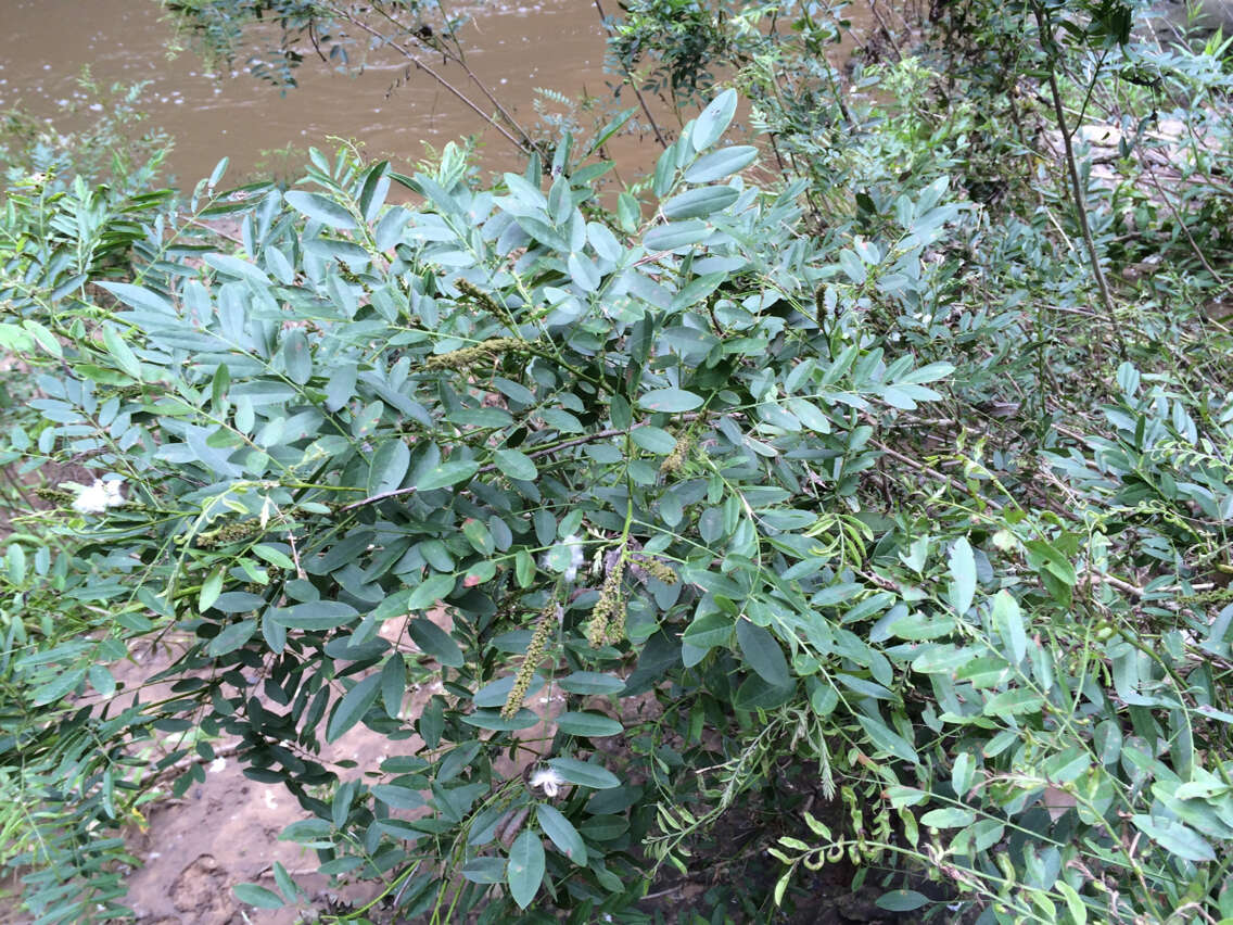 Image of desert false indigo