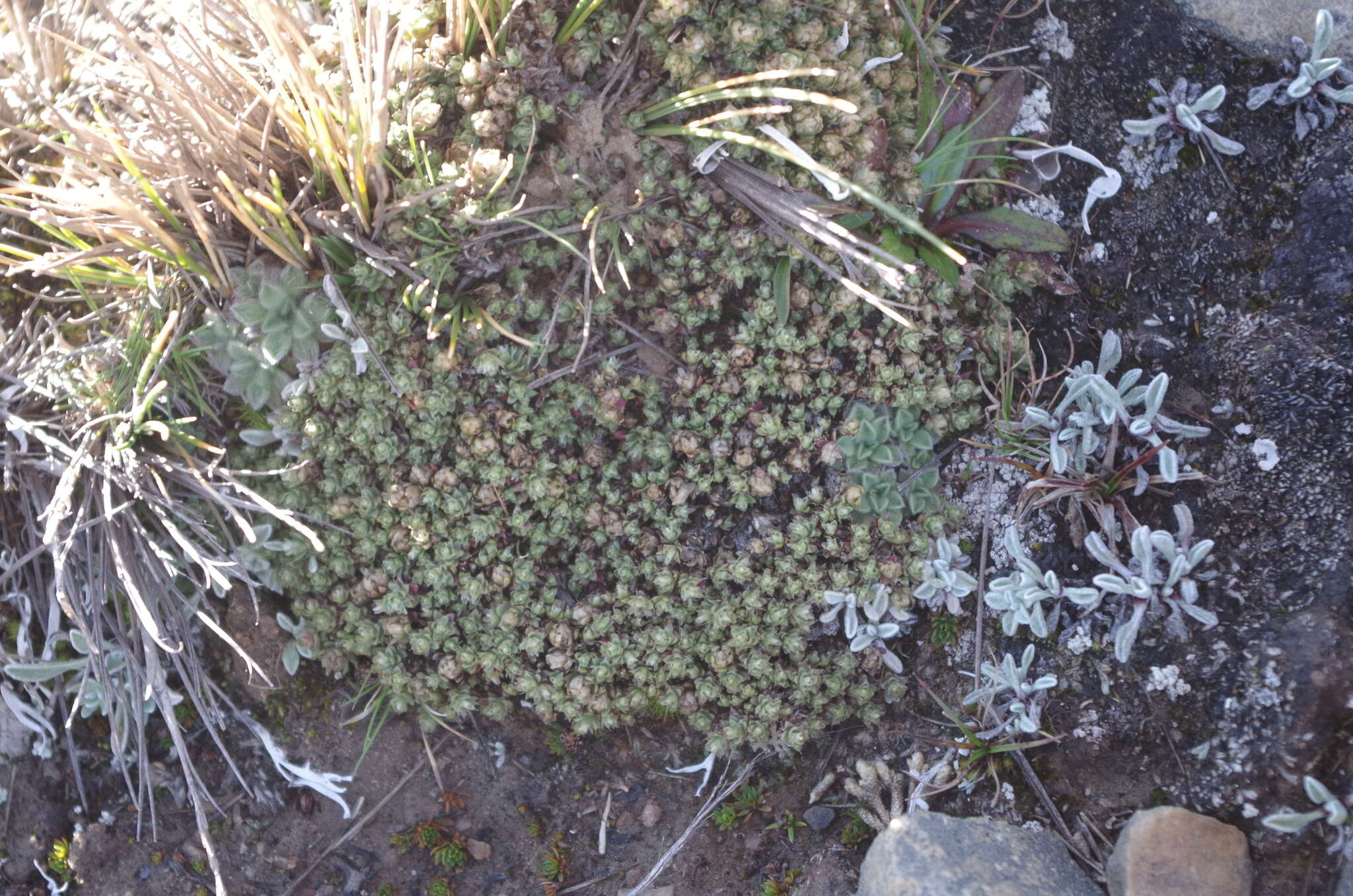 Image of Paronychia andina A. Gray