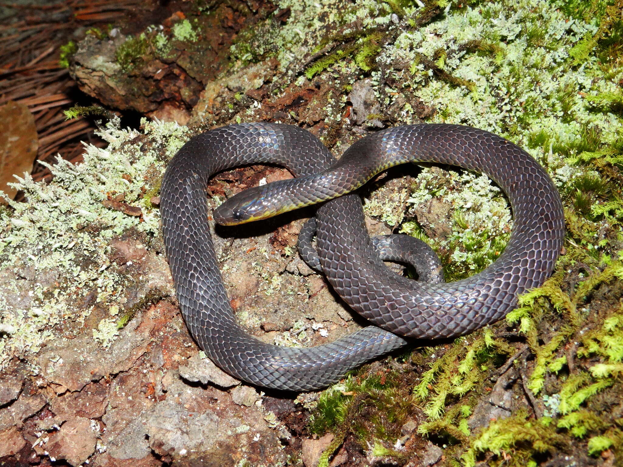 Image of Sierra Coalcoman Earth Snake