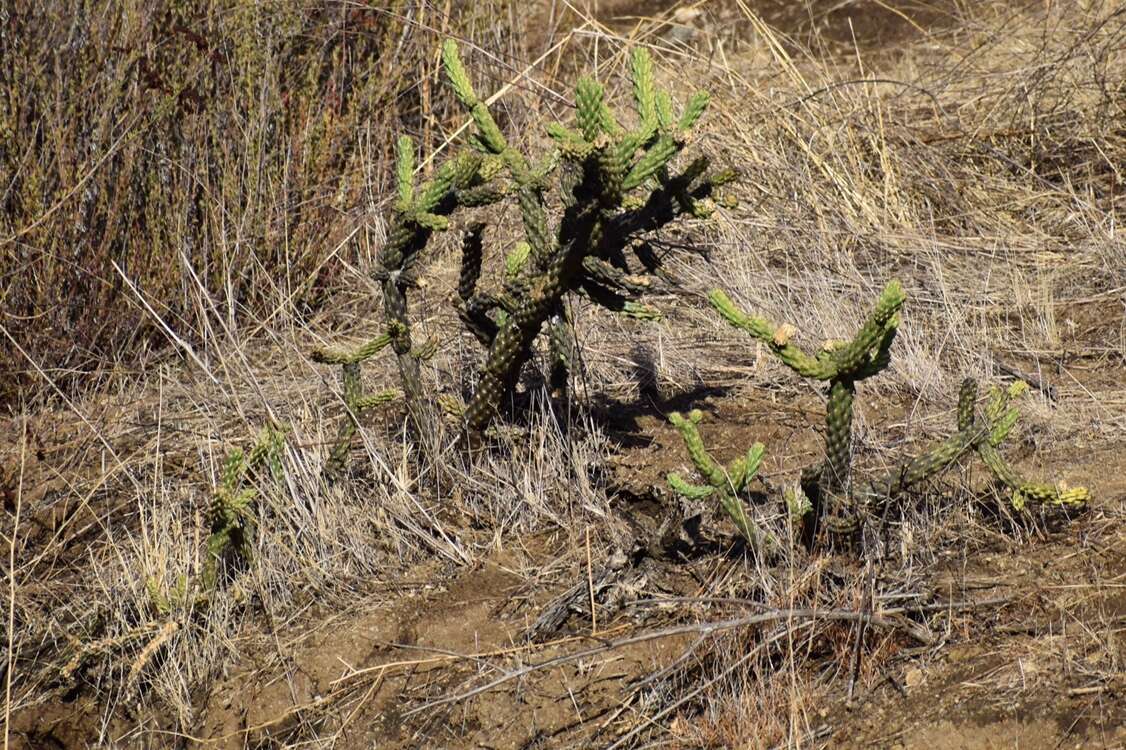 Image of California pricklypear