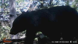 Image of West Mexican Black Bear