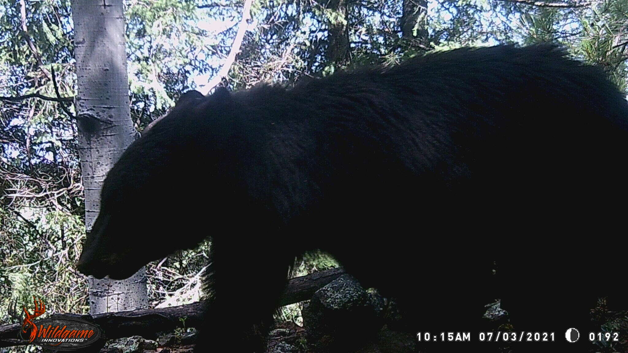 Image of Ursus americanus machetes Elliot 1903