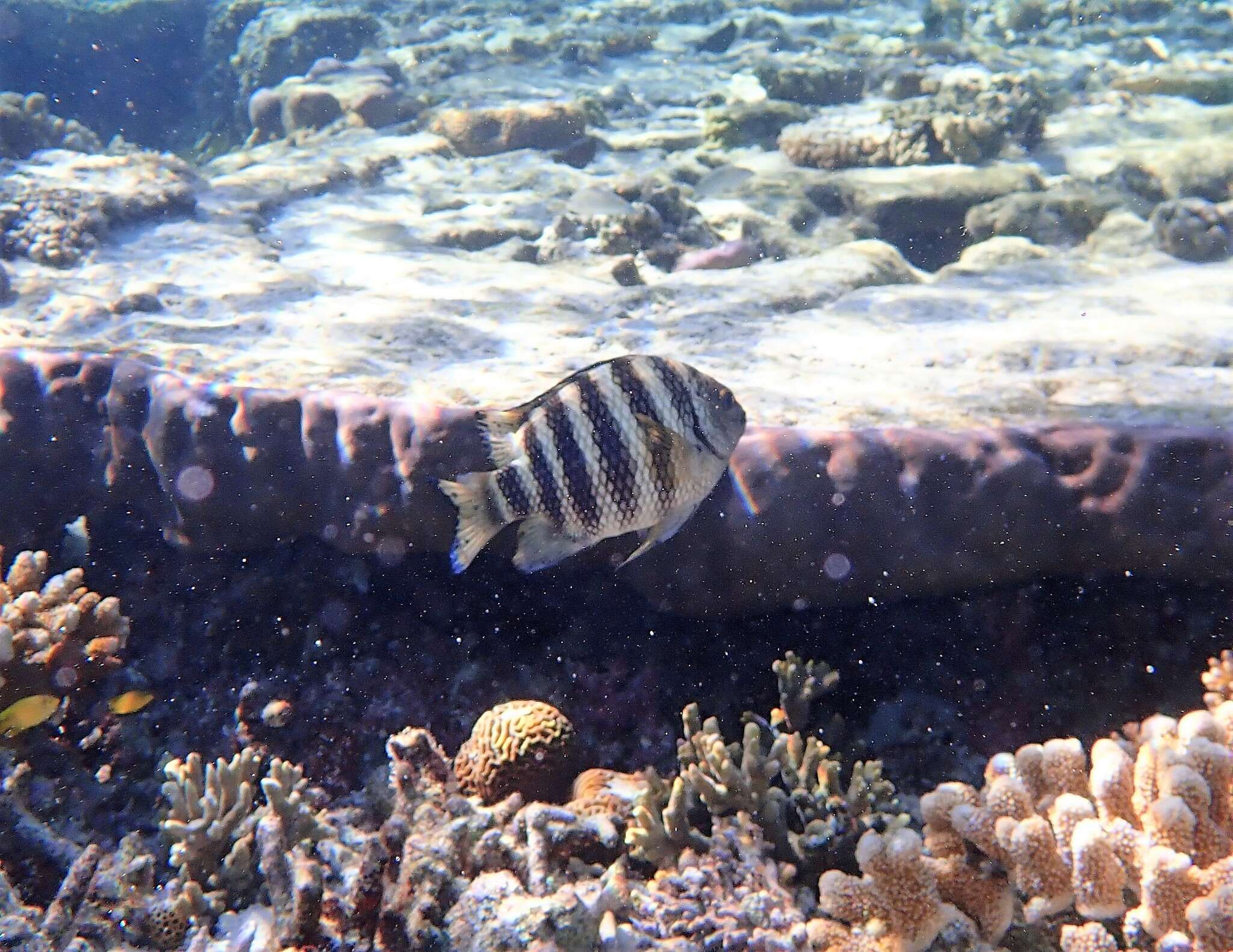 Image of Banded sergeant