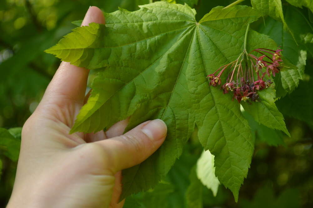 Слика од Acer circinatum Pursh