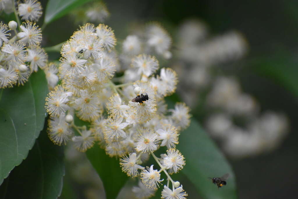 Pleuranthodendron的圖片