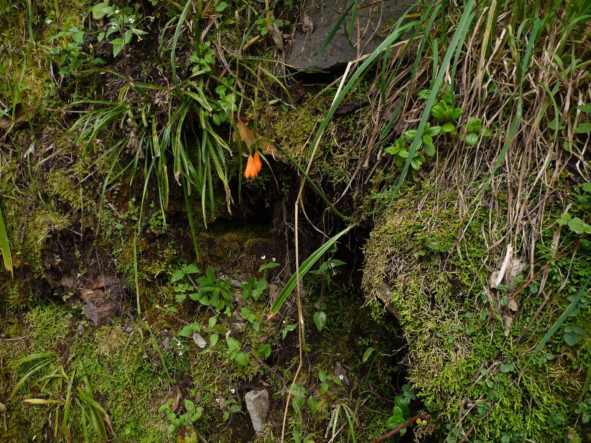 Image of Stenomesson aurantiacum (Kunth) Herb.