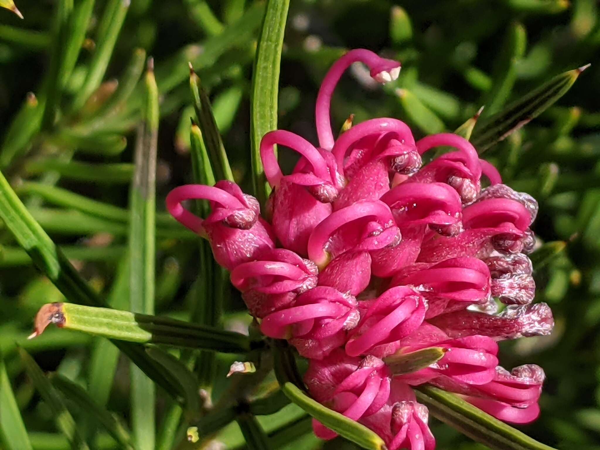 Image of Grevillea confertifolia F. Müll.