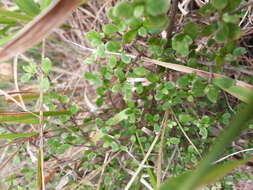 Imagem de Coprosma parviflora Hook. fil.