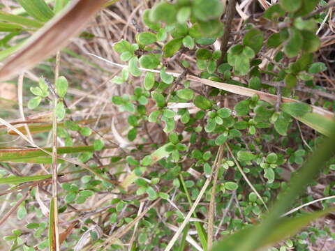 Image of Coprosma parviflora Hook. fil.