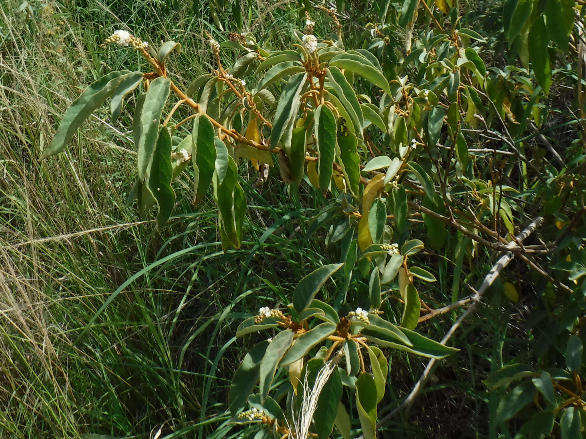 Image de Croton flavens L.