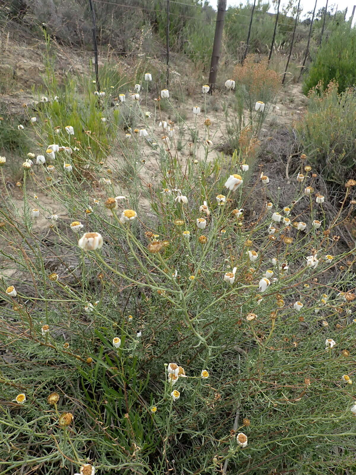 Image of Phymaspermum leptophyllum (DC.) Benth. & Hook. fil.