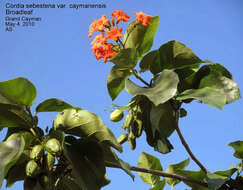 Image de Cordia sebestena var. caymanensis (Urb.) G. R. Proctor