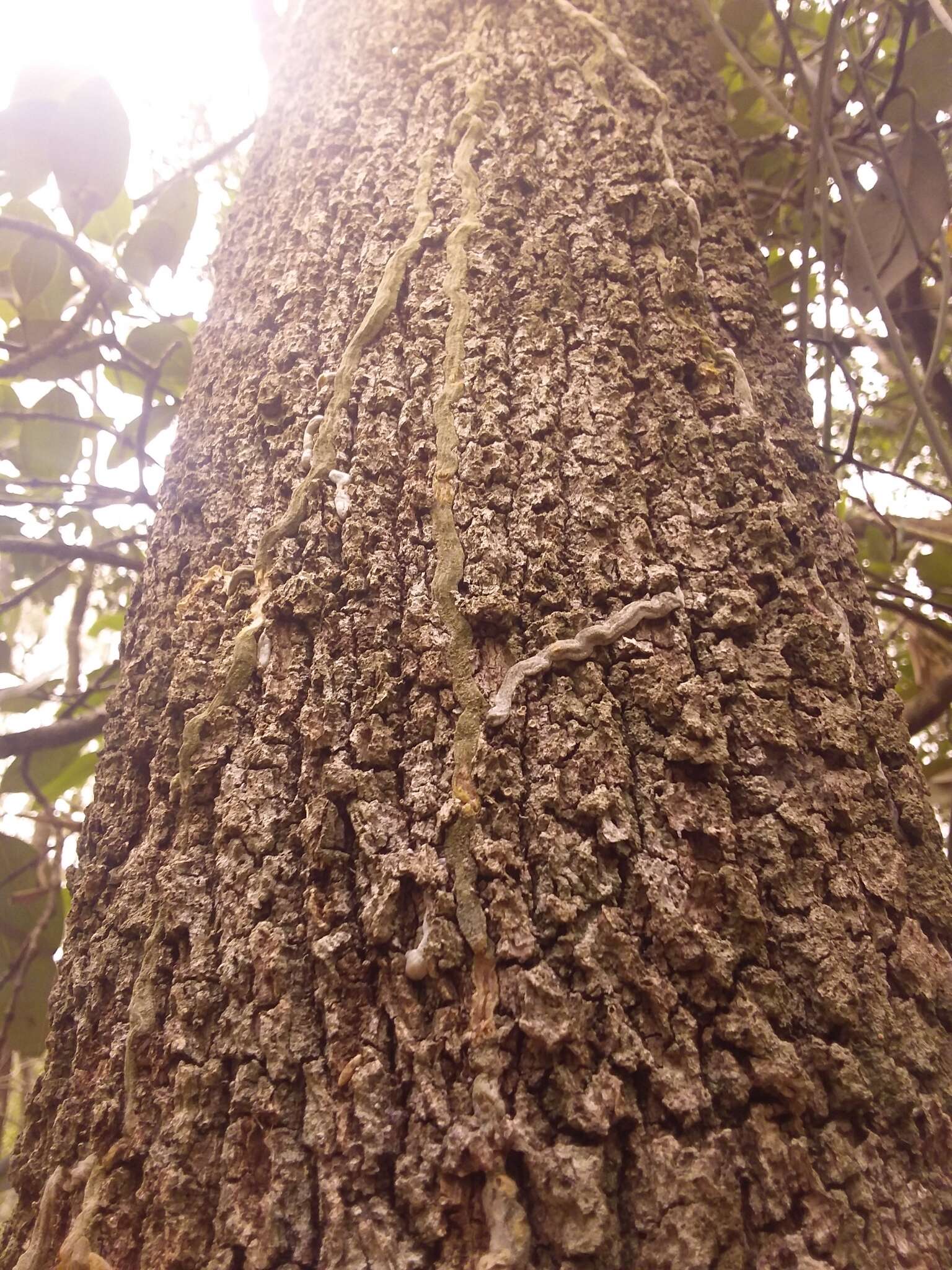 Dendrobium teretifolium R. Br. resmi