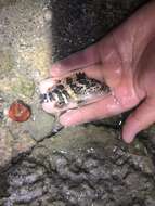 Image of Atlantic Goliath Grouper