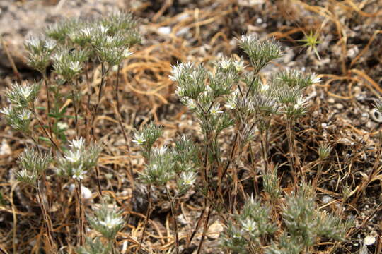 Image of Minuartia glomerata (M. Bieb.) Degen