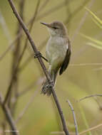 Imagem de Acrocephalus gracilirostris leptorhynchus (Reichenow 1879)