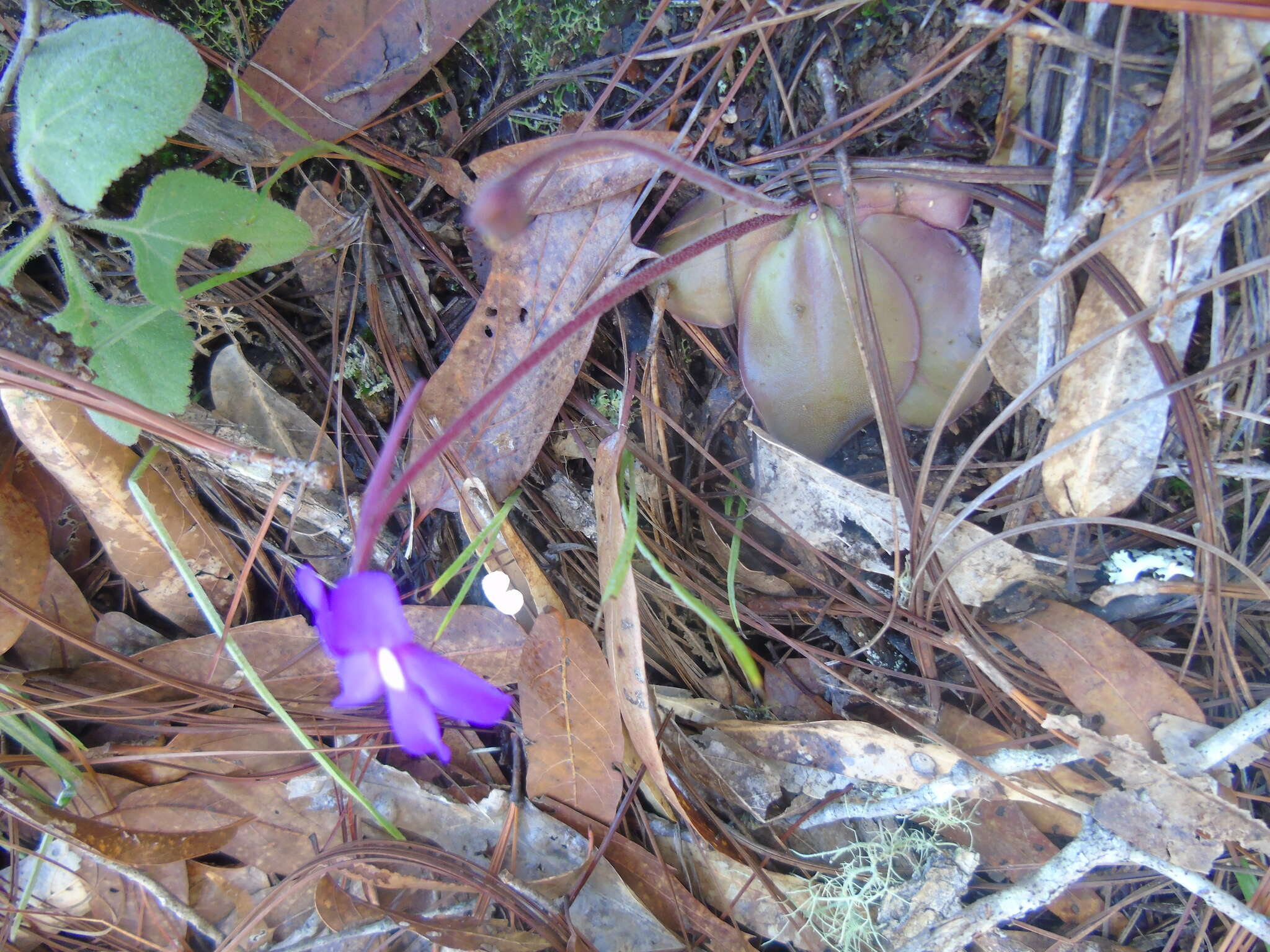 Imagem de Pinguicula macrophylla Kunth