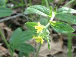 Слика од Lithospermum tuberosum Rugel ex A. DC.