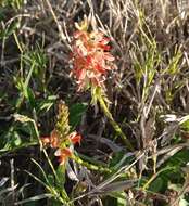 Image of Indigofera spicata var. spicata