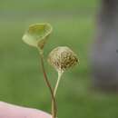 Imagem de Puccinia dichondrae Mont. 1852