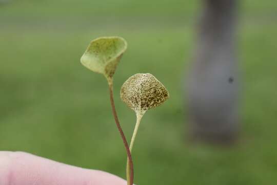 Imagem de Puccinia dichondrae Mont. 1852