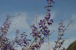 Image of <i>Salvia abrotanoides</i>