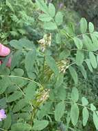 Plancia ëd Astragalus americanus (Hook.) M. E. Jones