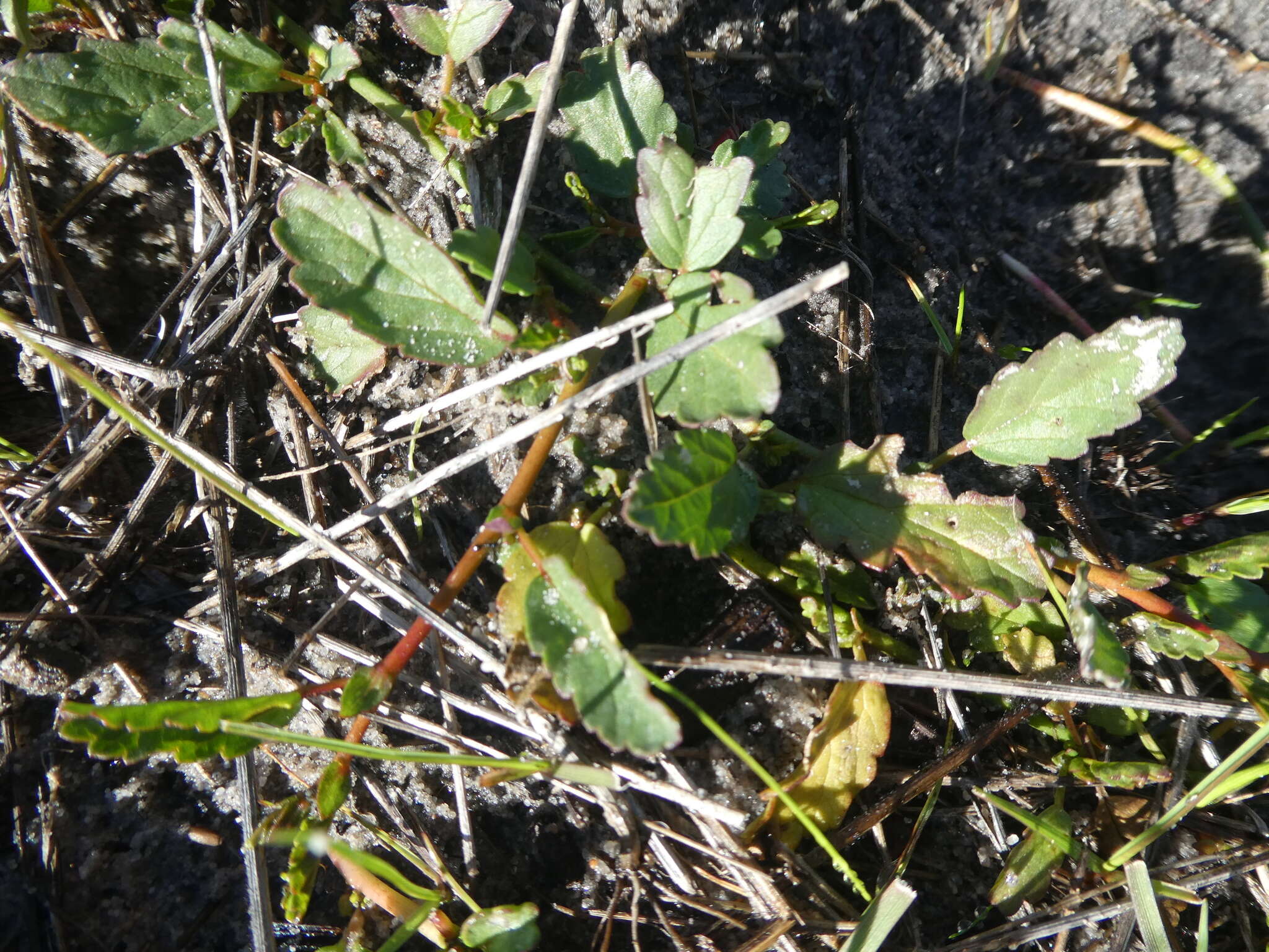 Image of Hermannia procumbens subsp. procumbens