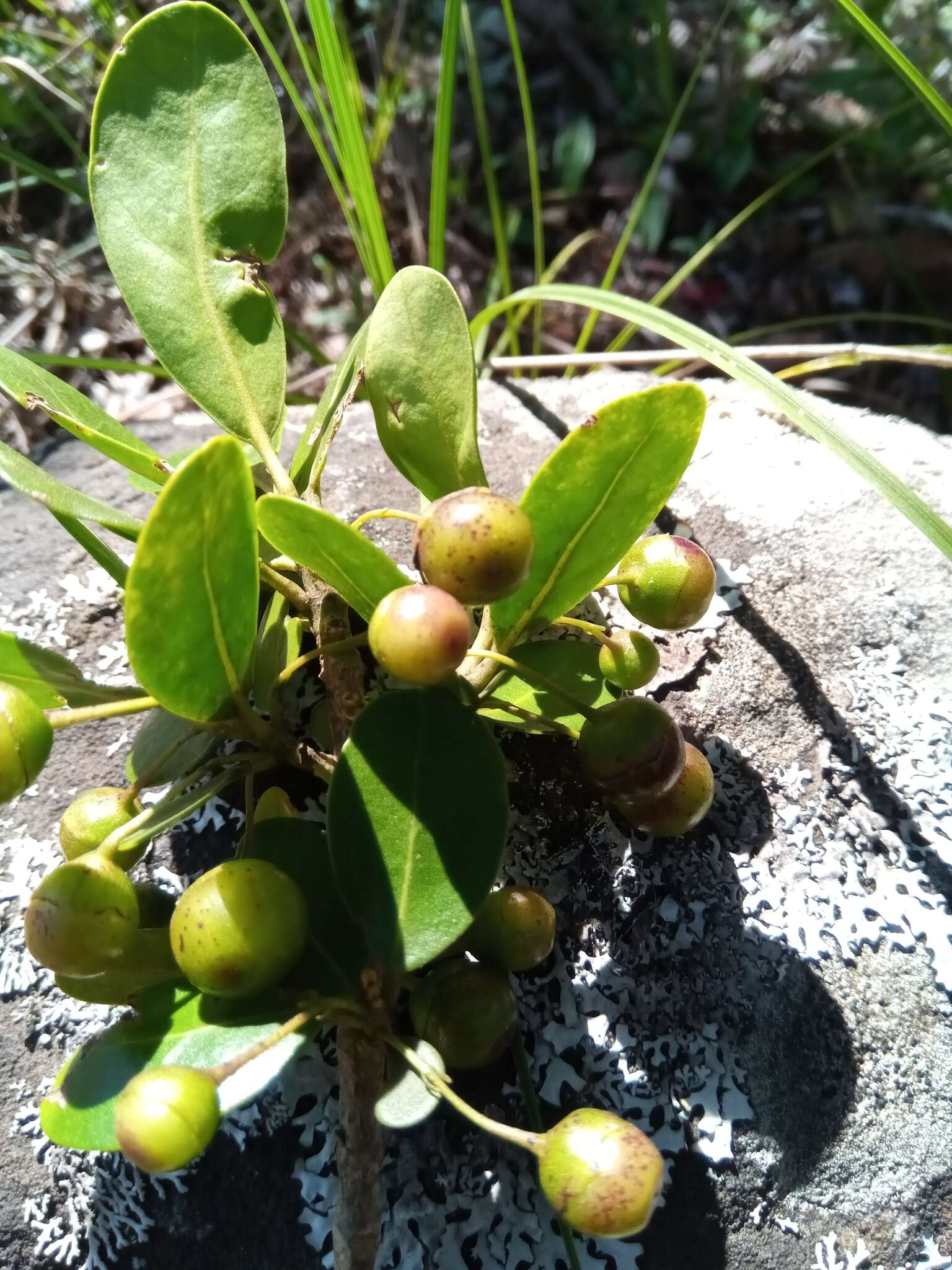 Image of Vitex uniflora Baker