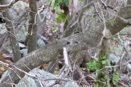 Image of Cassine peragua subsp. affinis (Sond.) R. H. Archer