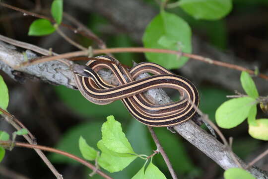 Image of Thamnophis saurita saurita (Linnaeus 1766)