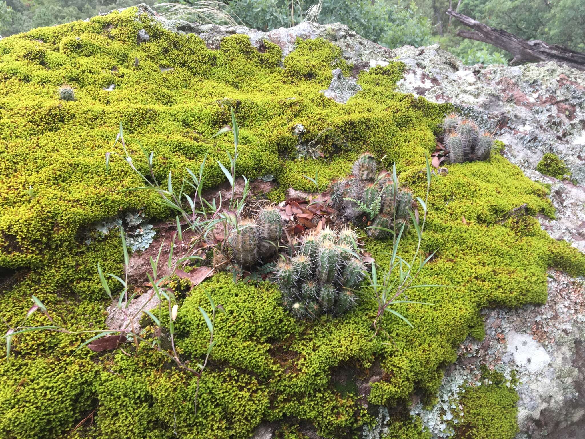 Image of Echinocereus salm-dyckianus Scheer