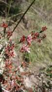 Image of Erica terminalis Salisb.