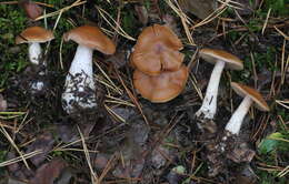 Слика од Cortinarius armeniacus (Schaeff.) Fr. 1838