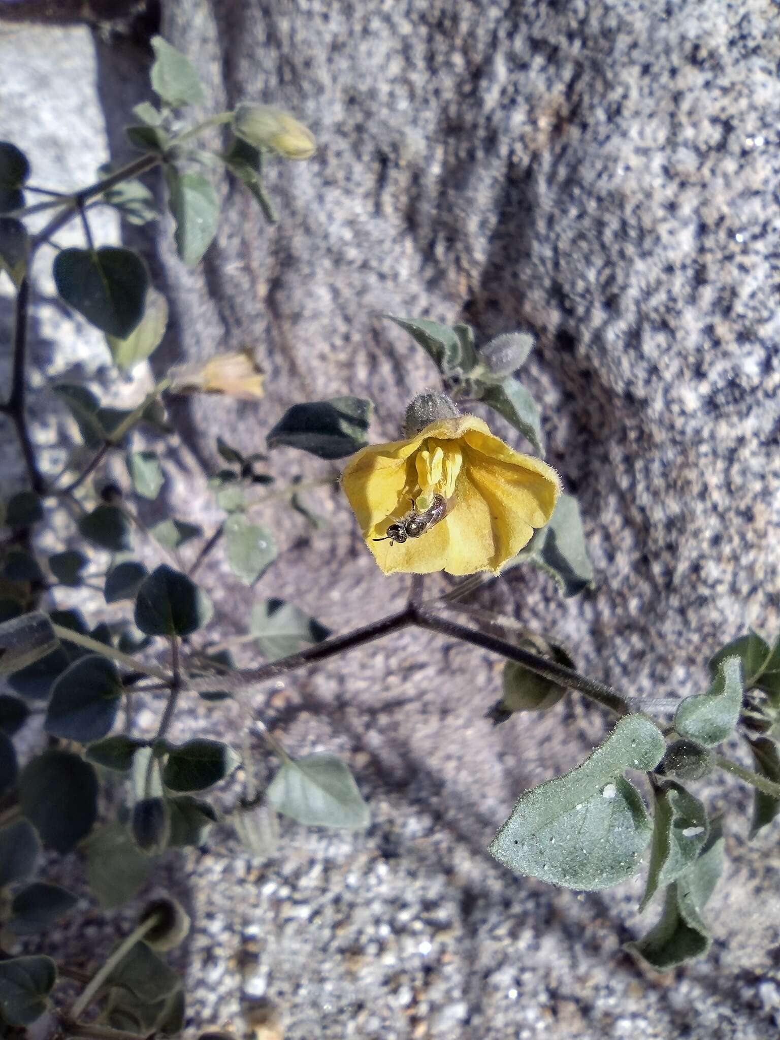 Image of yellow nightshade groundcherry