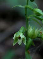 Image of Epipactis albensis Nováková & Rydlo