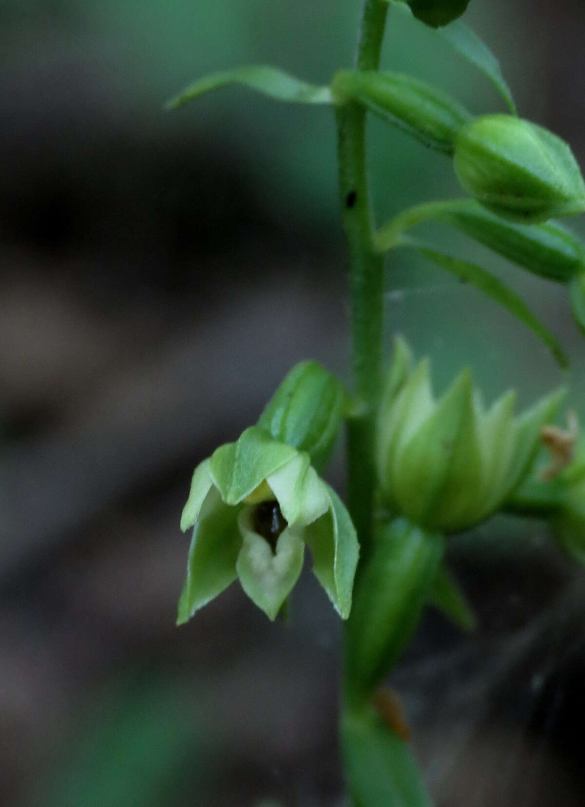 Image of Epipactis albensis Nováková & Rydlo