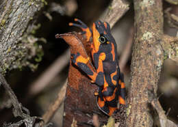 Image of Clown Frog