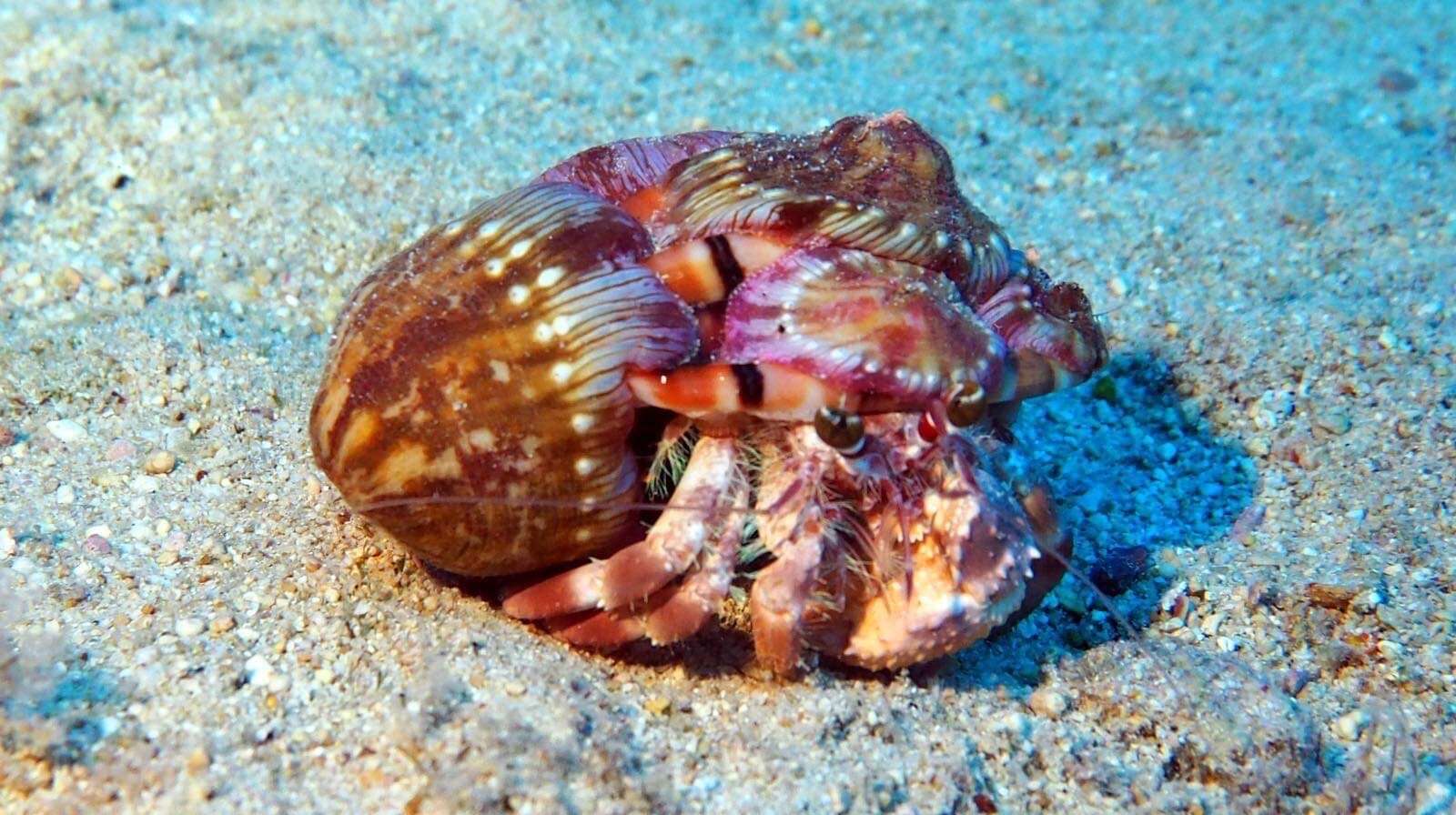 Image of jeweled anemone hermit