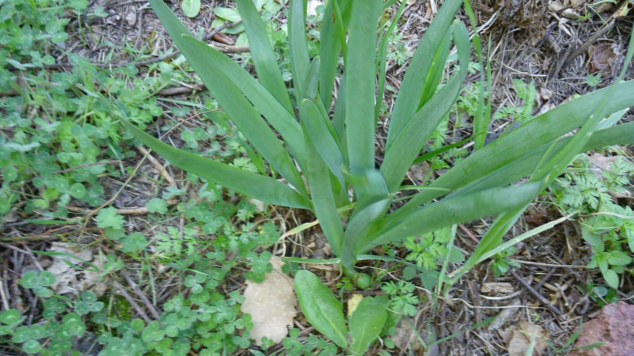 Image de Sternbergia clusiana (Ker Gawl.) Ker Gawl. ex Spreng.