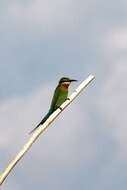 Image of Blue-tailed Bee-eater