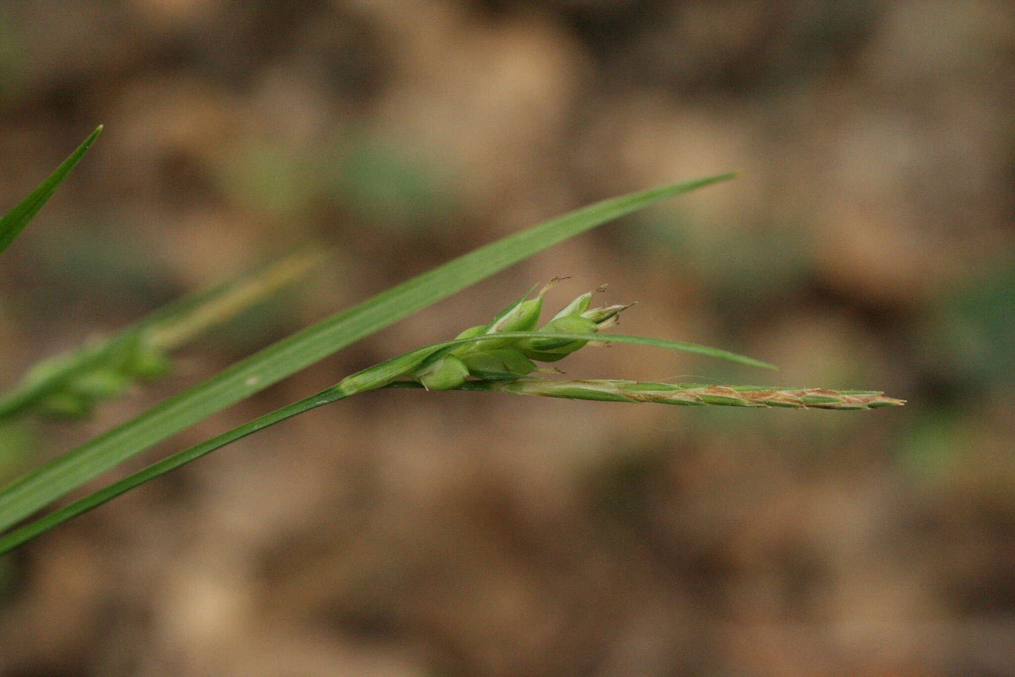 Image of Carex olbiensis Jord.