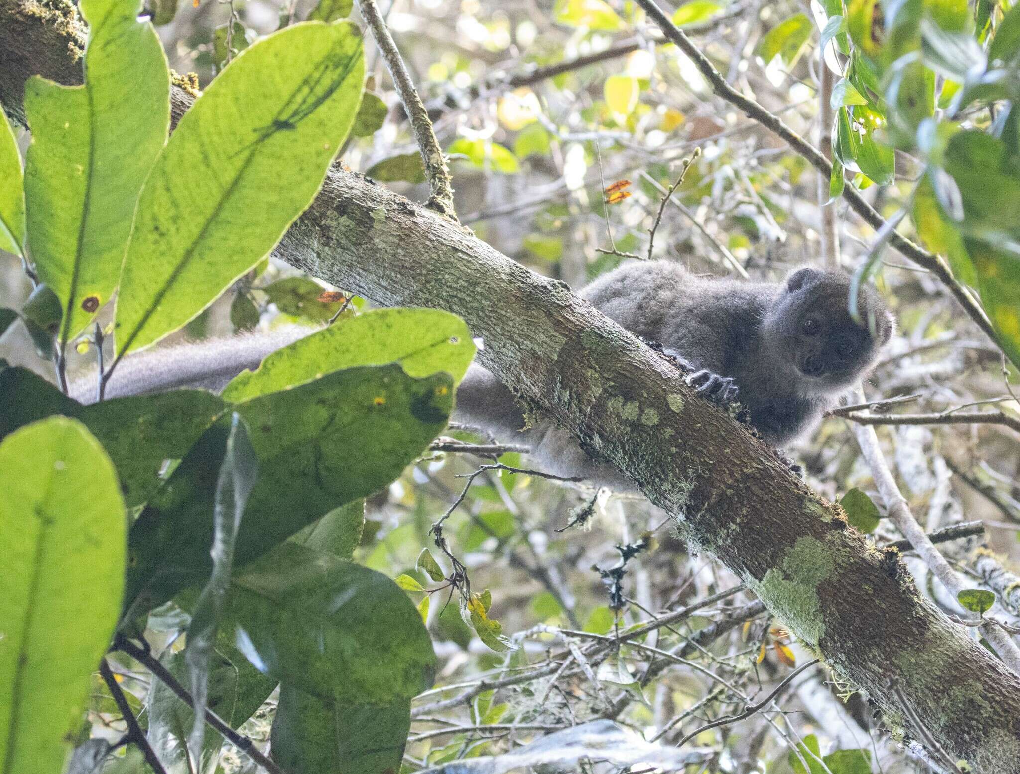 Image of Bamboo Lemur