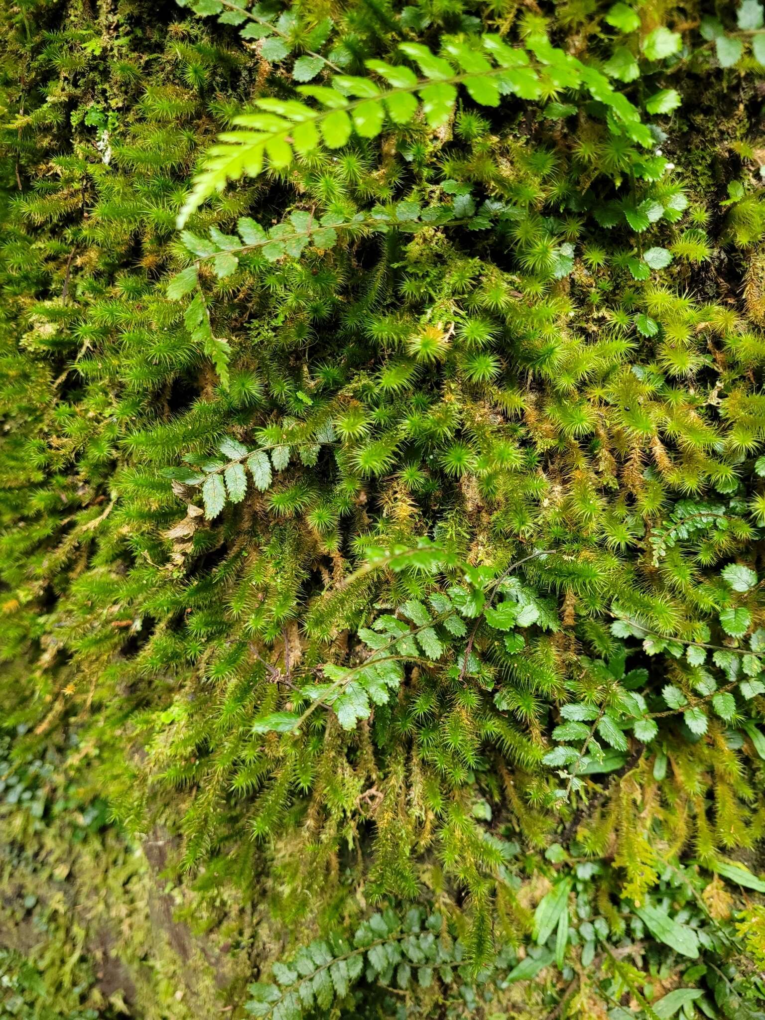 Imagem de Breutelia pendula Mitten 1859