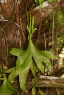 Image of cheiroglossa fern