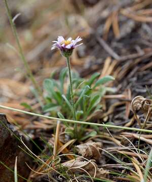 Image of stalked fleabane