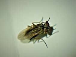 Image of Fly