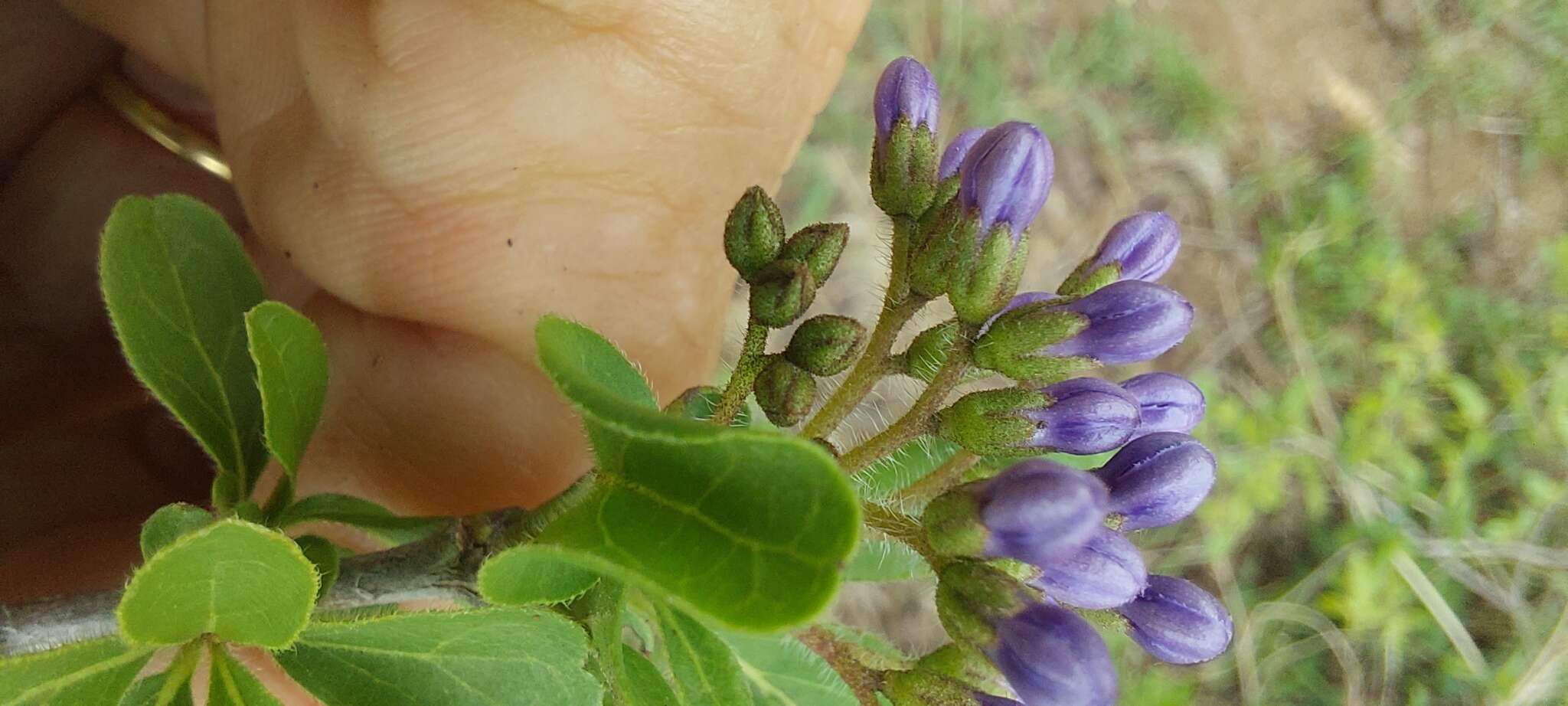 Image de Ehretia obtusifolia Hochst. ex DC.